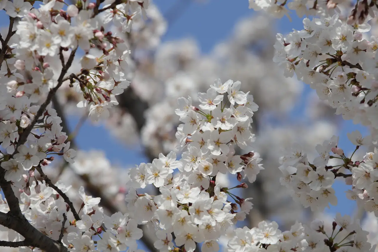 heungsoon cherry blossom 7889717 1920